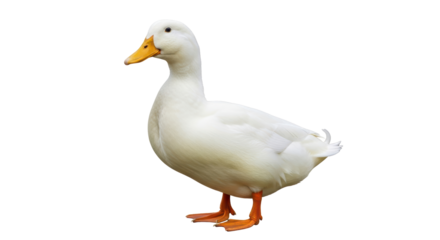 Isolated American Pekin duck with an orange beak and feet, a poultry animal posing outdoors