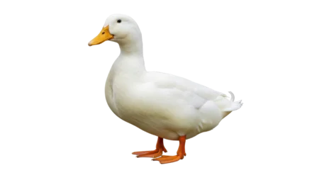 Fototapeten Peking Isolated American Pekin duck with an orange beak and feet, a poultry animal posing outdoors  © Sergiu