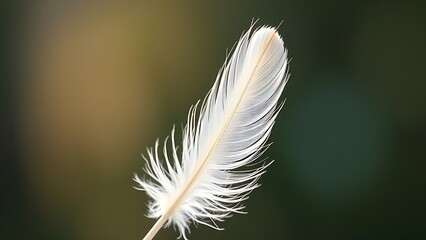 Obraz premium Delicate white feather captured in soft light, emphasizing nature's intricate beauty.