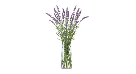 Isolated Lavender stems and flowers in a clear glass vase ready for decorating your home