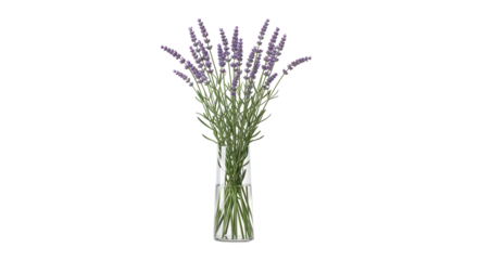 Isolated Lavender stems and flowers in a clear glass vase ready for decorating your home