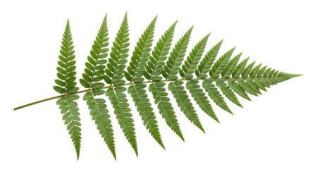 Isolated fern frond has pointed pinnules in beautiful natural green color and detailed texture