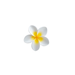 Fototapeta premium Beautiful White Flower with Yellow Accents on Dark Background