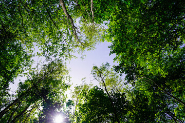 Green crown trees view from below isolated blue sky background through leafy branches from below