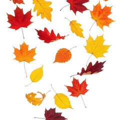 Obraz premium Vibrant autumn maple leaves falling in a cascade isolated on transparent background