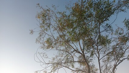 leaves with blue sky as background