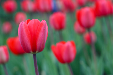 Vibrant red tulips in a lush green field, with one prominent bloom in sharp focus and others softly...