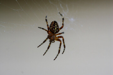 Close-up of a garden orb-weaver spider meticulously crafting its intricate silken web