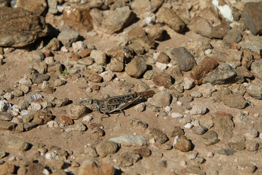 Large grasshopper blending into the sandy, rocky desert ground in bright sunlight