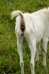 Obraz premium Rear view of a white goat's hindquarters in a lush green pasture with fresh droppings