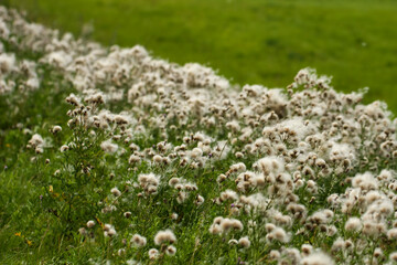 Fototapeta premium A verdant field of plants in late bloom, adorned with countless fluffy white seed heads dancing in the gentle breeze