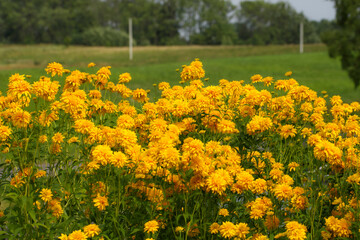 Obraz premium A vibrant field of bright yellow pompom flowers blooming under a clear summer sky