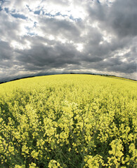 A vibrant, wide-angle shot of a blooming yellow rapeseed field stretching to the horizon under a...