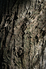 Close-up of the wrinkled bark of a willow tree, showing natural texture, organic patterns and aged details perfect for backgrounds or nature concepts.