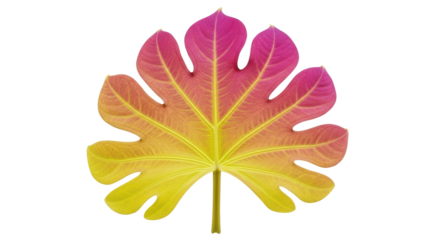 Isolated leaf of Fatsia japonica with yellow to pink color gradient, on seamless background