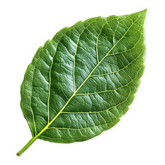 Obraz premium Vibrant Green Leaf with Serrated Edges and Prominent Veins