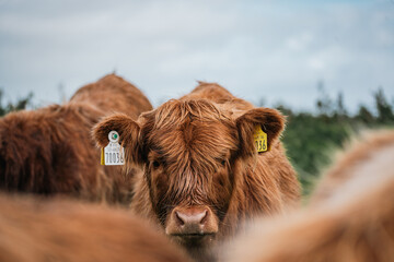 Highland Calf with Ear Tags in Irish Countryside Herd
