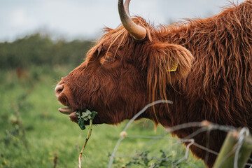 Highland Cow Eating Vegetation in Irish Countryside