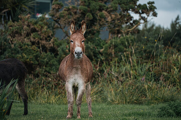 Brown Donkey Standing in Countryside Pasture