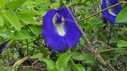 blue iris flower