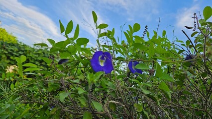 grass and flowers