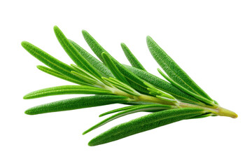 Fototapeta premium Close-up of fresh green rosemary herb isolated on black background, cut out