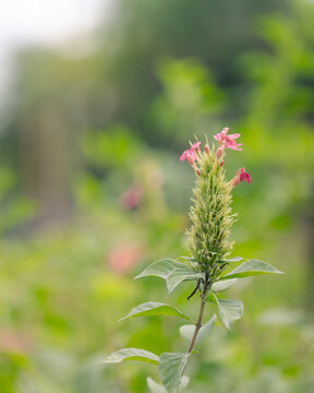 flowers in the garden