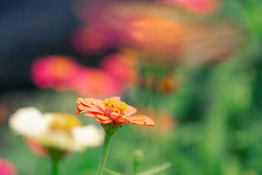 flowers in the garden