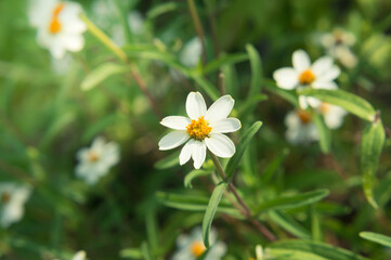 Close-up white color daisy flower with green leaf background.