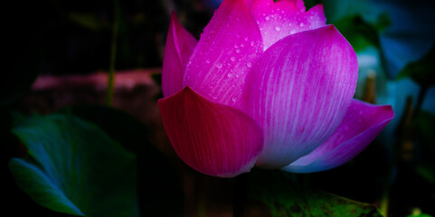 Purple or lavender or violet lotus or water lilly floating in a pond rising above the leaves glowing in the dark with semi opened petals and rain drops on the petals