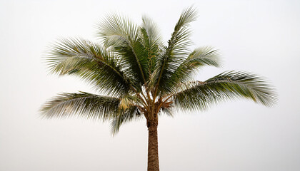 Palm Tree Against A Clean White Background