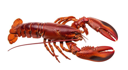 Isolated American lobster ready for cooking a delicious seafood meal in a restaurant