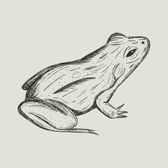 Vintage vector illustration of a frog. Gothic hand drawn sketch of a toad for witchcraft or magic. Retro monochrome amphibian icon. Southern gothic swamp or forest animal element isolated.