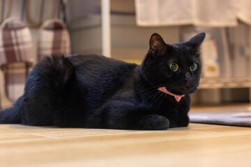 Naklejka premium 黒猫