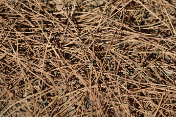 Dry (fallen) pine needles on the ground