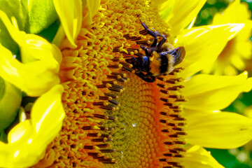 Bee pollinating a sunflower plant