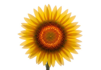 Fototapeta premium Radiant sunflower head, vibrant yellow petals, and intricate center against a deep black background.