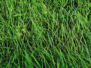 Fresh green grass in the park texture closeup