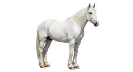 Isolated horse stands, a majestic white animal viewed from the side, with strong presence