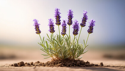 Single Lavender Plant Growing In Dry Soil Near A Light Background
