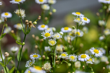 White daisies in the meadow