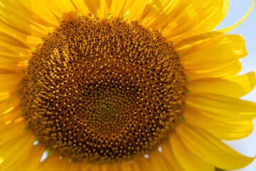 Bright yellow sunflower in summer