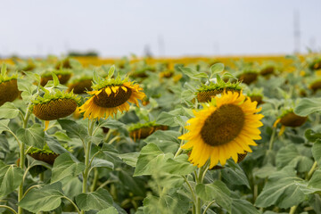 Sunflowers in the summer field