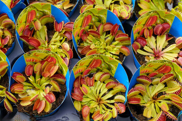 Multiple Venus flytrap plants display their distinctive red-lined traps in blue pots.
