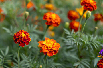 Naklejka premium Bright marigold in the summer garden