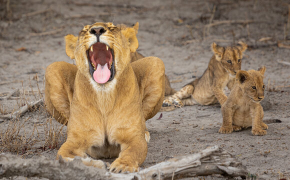 Lioness yawning with cubs in background, Okavango Delta, Botswana