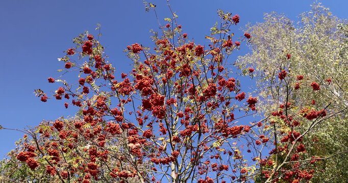 red ripe mountain ash berries in the autumn season, beautiful red mountain ash berries in the autumn season against the blue sky