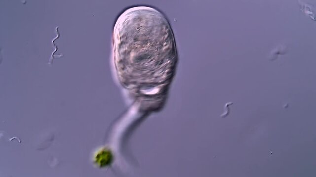 4K Close-Up Footage of Schistosoma parasite Larvae in Action