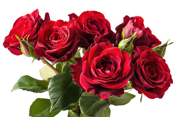 Obraz premium Beautiful vibrant red roses with green leaves blooming against a deep transparent background