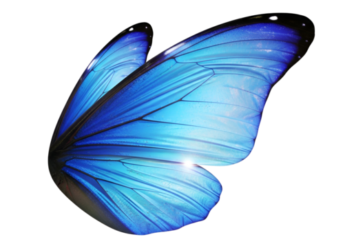A vibrant, detailed close-up view of a single, translucent butterfly wing, showcasing intricate patterns and a deep azure hue against a striking black background.